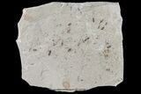 Fossil Insect Cluster - Green River Formation, Utah - #109206-1